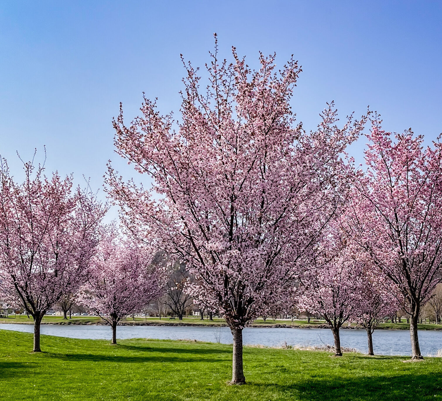 Beautiful blossoms